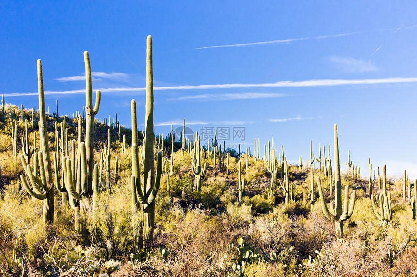 美国亚利桑那州萨瓜罗国家公园位置植物群植物植物学旅行风景外观肉质世界沙漠图片