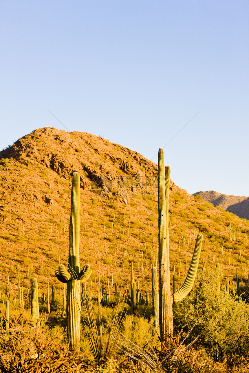 美国亚利桑那州萨瓜罗国家公园植物群位置旅行肉质植物世界外观沙漠植物学植被图片