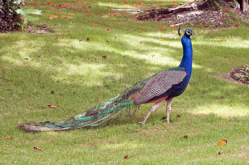 多姿多彩的孔雀动物尾巴展示绿色羽毛野生动物蓝色活力荒野热带图片