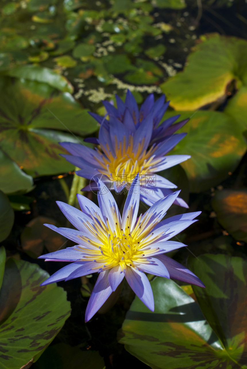 水里 Lilies情调环境池塘植物群荒野荷花艺术花园植物异国图片
