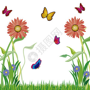 草药花和蝴蝶背景图片