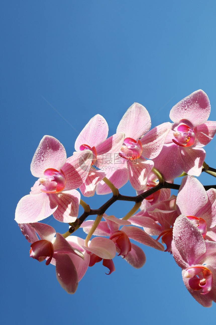 天空中的兰花异国按摩美丽温泉花束植物放松治疗花瓣热带图片