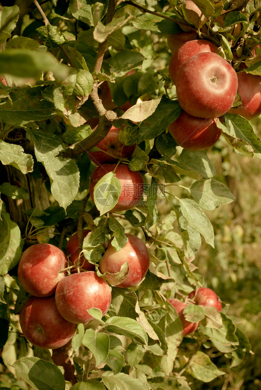 成熟红苹果组群图片