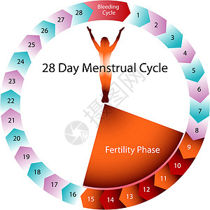 月经周期生育率图设计图片