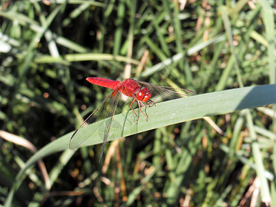 红苍蝇动物蜻蜓杂草红色昆虫童年背景图片