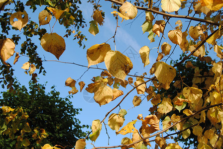落叶植物群绿色黄色蓝色季节天空背景图片