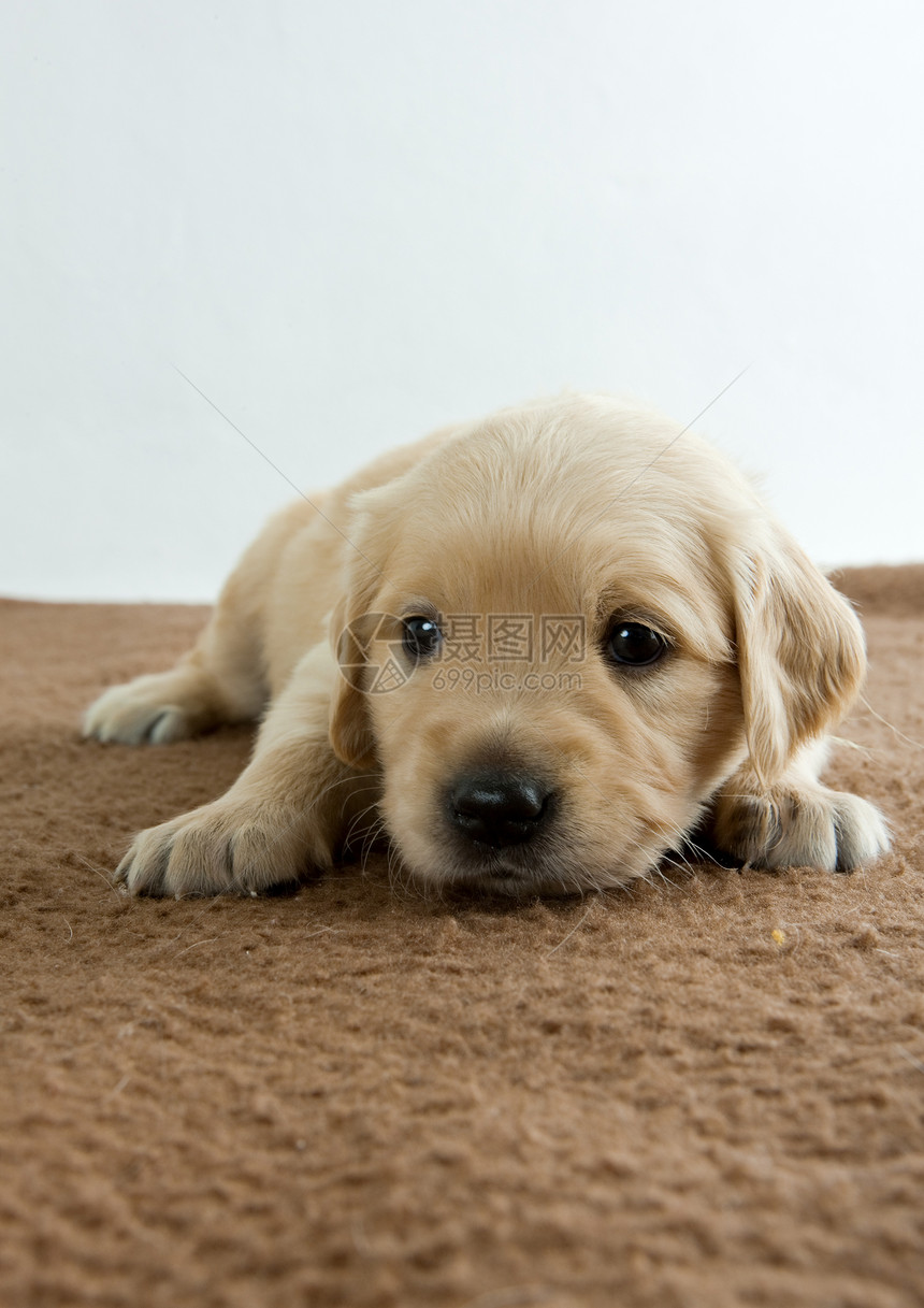 金色猎物的小狗猎犬哺乳动物幼崽动物小动物内饰品种宠物幼兽动物群图片
