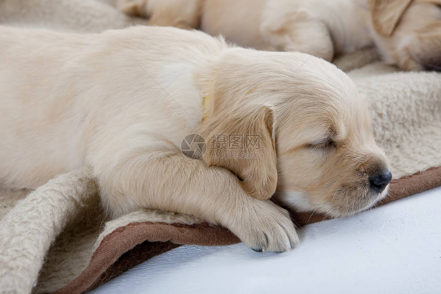 金色采金器的沉睡小狗毯子动物群说谎犬种小动物幼兽幼崽睡眠内饰猎犬图片