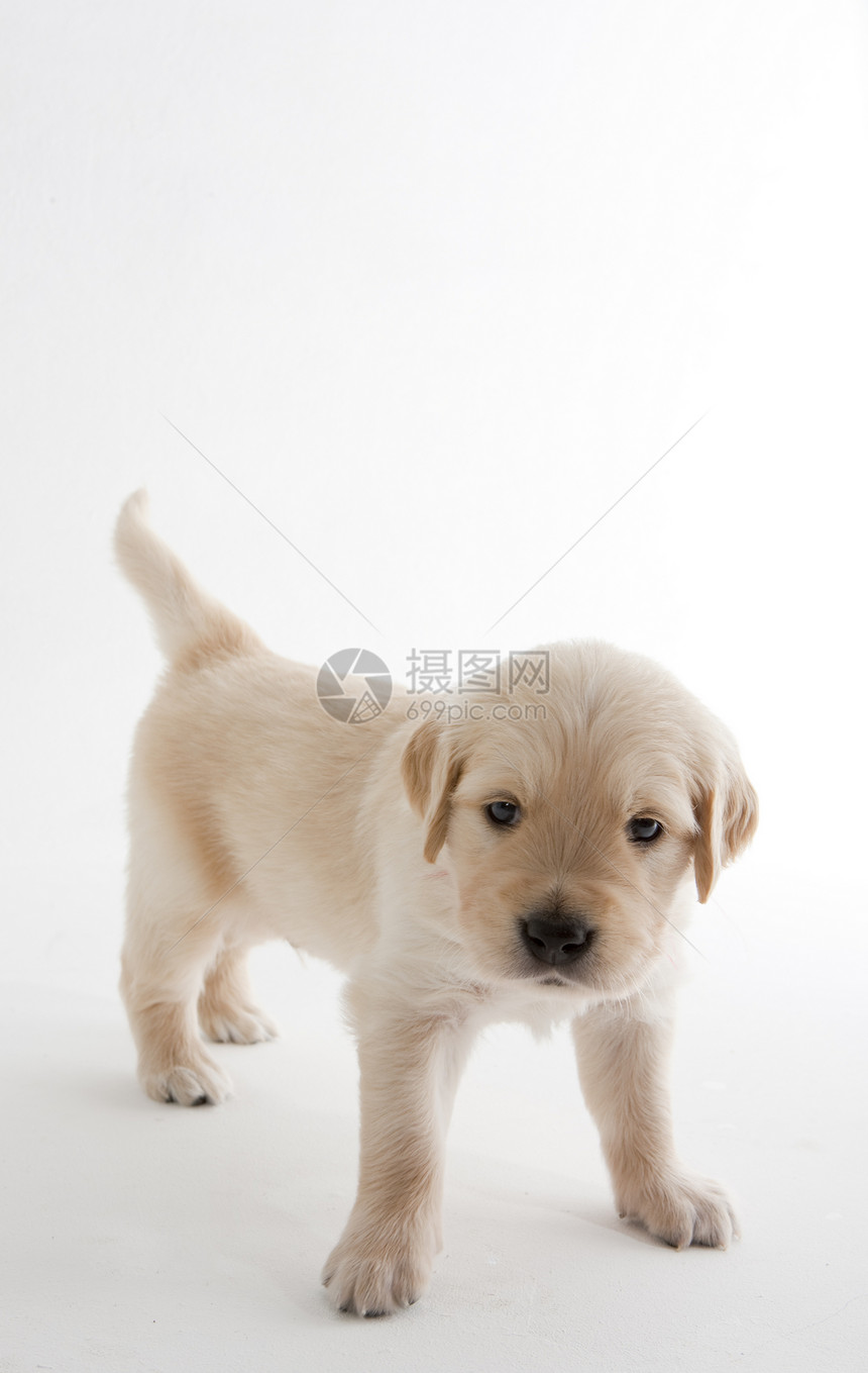 金色猎物的小狗宠物品种幼崽小动物犬种内饰幼兽家畜动物学动物群图片