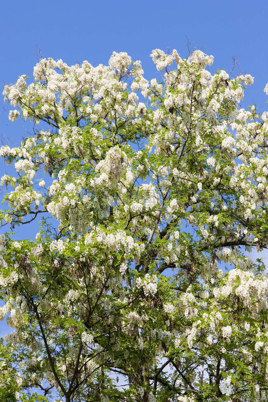 假的acacia树植物学生长植物群季节刺槐植被植物假相思外观树木图片
