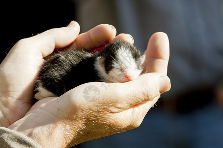 手中的新生儿小猫小动物成套宠物动物群套件棕榈哺乳动物工具动物学幼崽背景图片