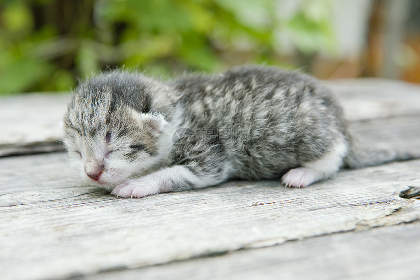 新生儿小猫新生成套动物工具幼兽小动物动物学动物群幼崽宠物图片