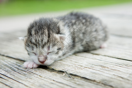 新生儿小猫工具小动物动物学家畜动物群说谎套件哺乳动物成套幼兽背景图片