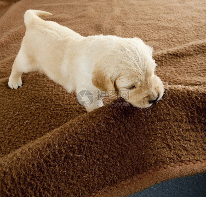 金色猎犬小狗 玩毯子图片