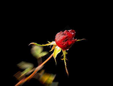 美丽的红玫瑰红色雨滴庆典礼物婚礼浪漫订婚黑色背景图片