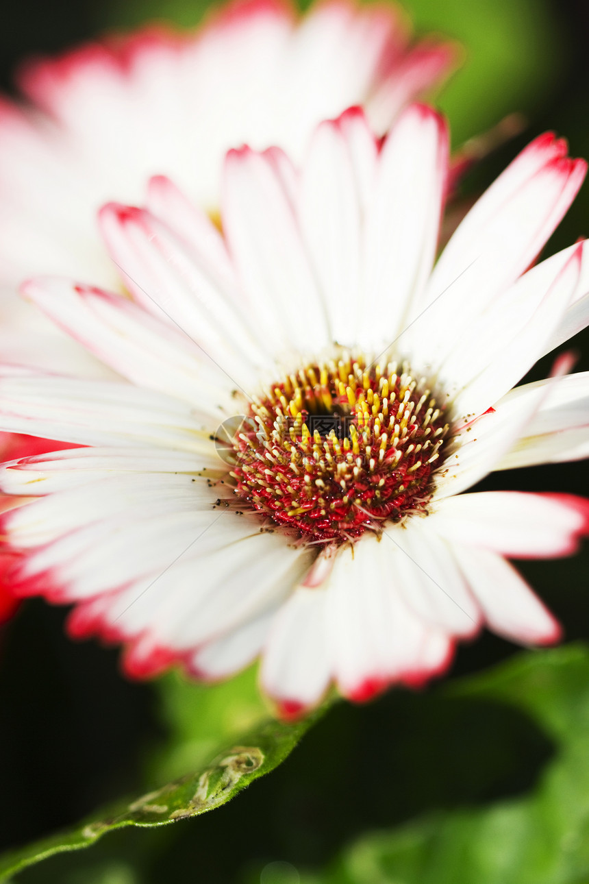 内空间季节菊科年度森林花朵焦点雏菊庆典植物射线图片