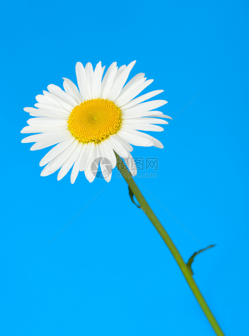 Camomilile 咖啡洋甘菊天空白色黄色美丽宏观草本植物植物花瓣蓝色图片