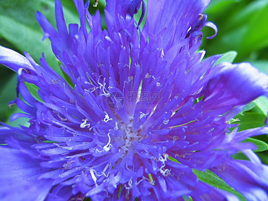蓝花花粉绿色园艺花园植物学植物农村季节花瓣季节性图片