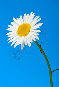 蓝色雏菊Camomilile 咖啡黄色天空宏观白色活力洋甘菊植物群蓝色甘菊植物背景