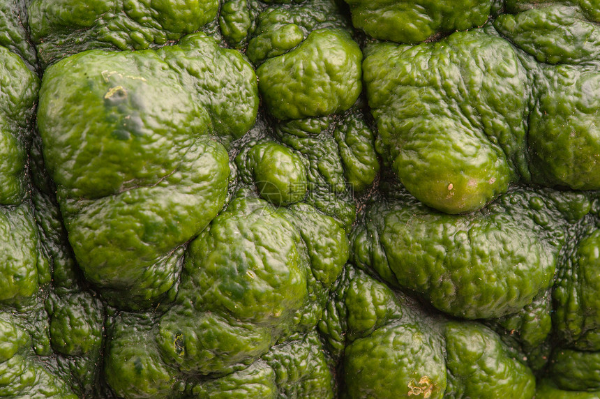 绿南瓜的背景工作室葫芦生态水平摄影季节绿色水果食物宏观图片