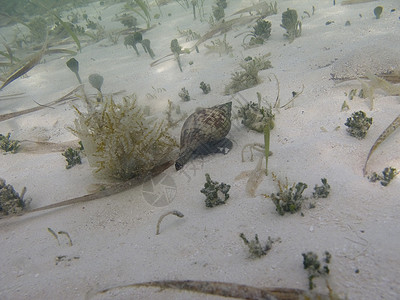 蜗牛粘液海螺藻类冒险海洋假期蜗牛旅行粘液昆虫背景