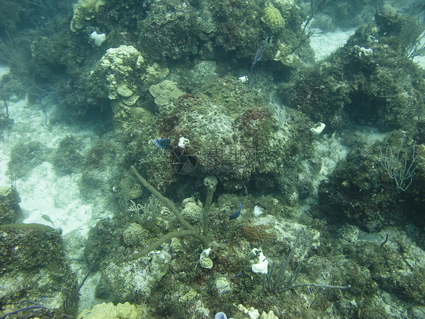 海底支撑珊瑚藻类海岸海洋潜水海岸线图片