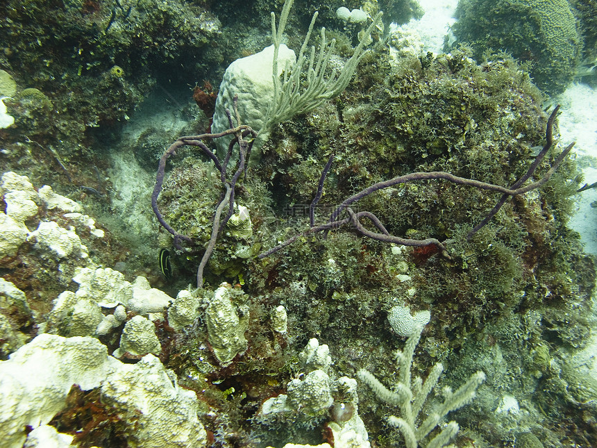 珊瑚礁潜水藻类支撑海洋海岸海岸线珊瑚图片