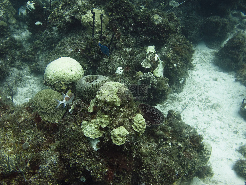 珊瑚礁海洋支撑海岸潜水藻类珊瑚海岸线图片