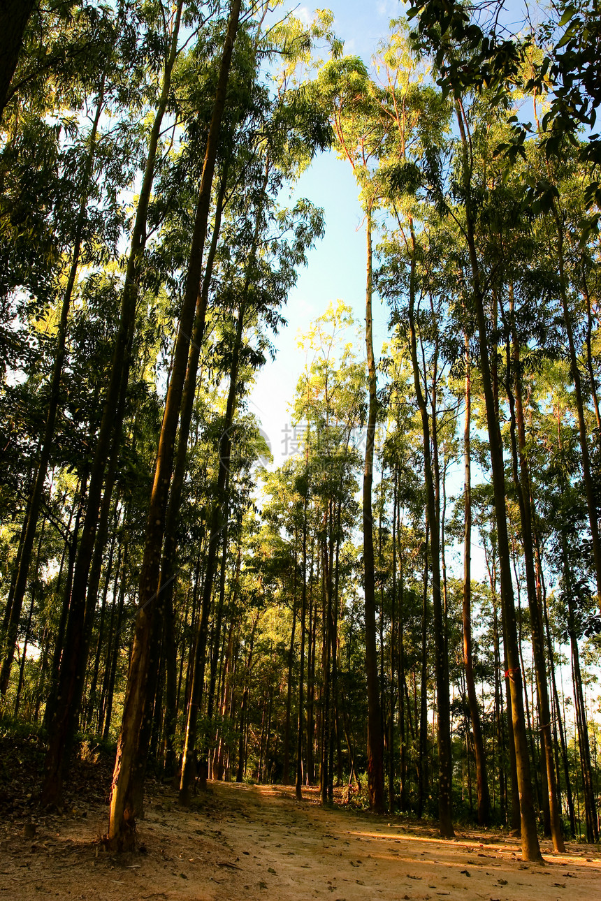 森林路径小路阴影植物生长叶子木头分支机构公园绿色树木图片