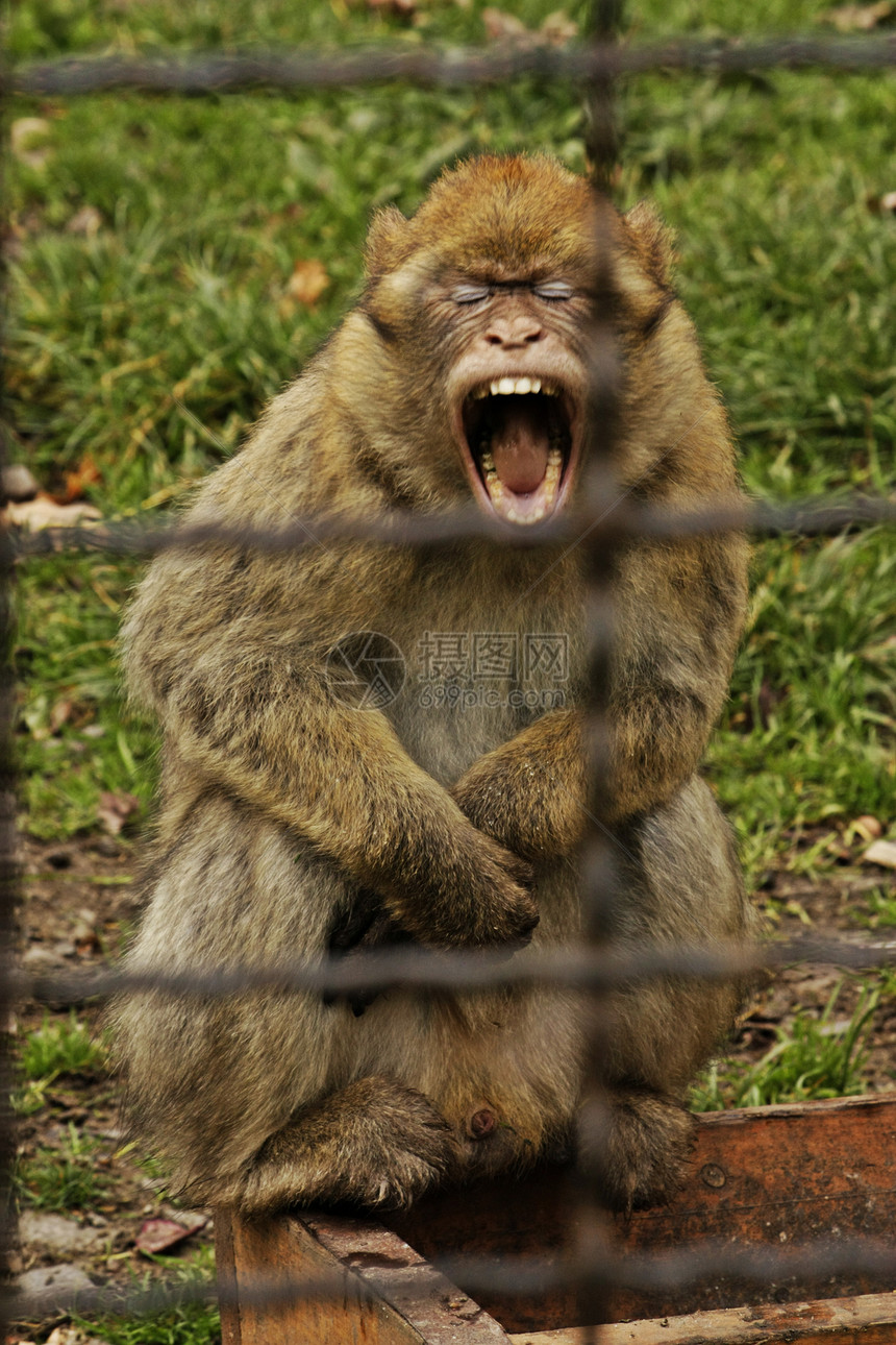 动物园里的猴子别针鼻子牙齿眼睛耳朵爪子图片