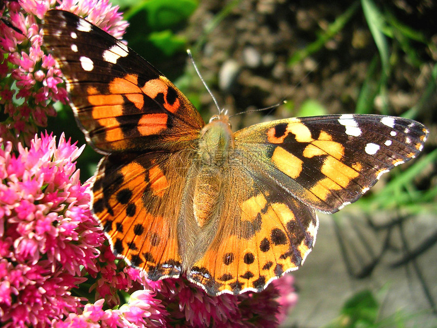 花朵上的蝴蝶生态橙子自然昆虫粉色黄色翅膀宏观图片