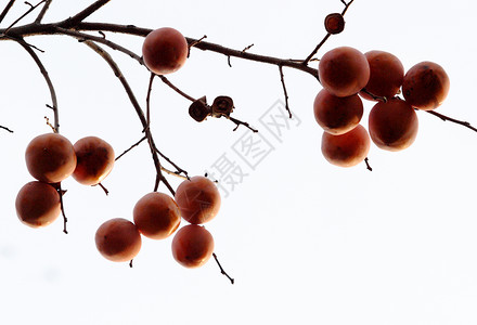 食物 香肠生态柿子黄色果树植物园树木水果成就背景图片