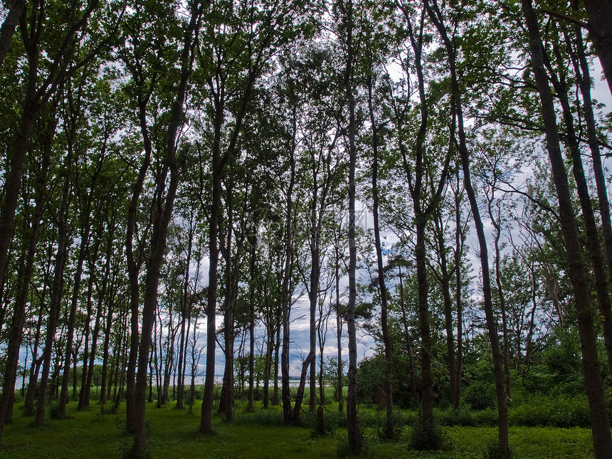 美丽的森林景观和高树茂密的树木远足太阳阳光生长故事场景缠绕叶子公园木材图片