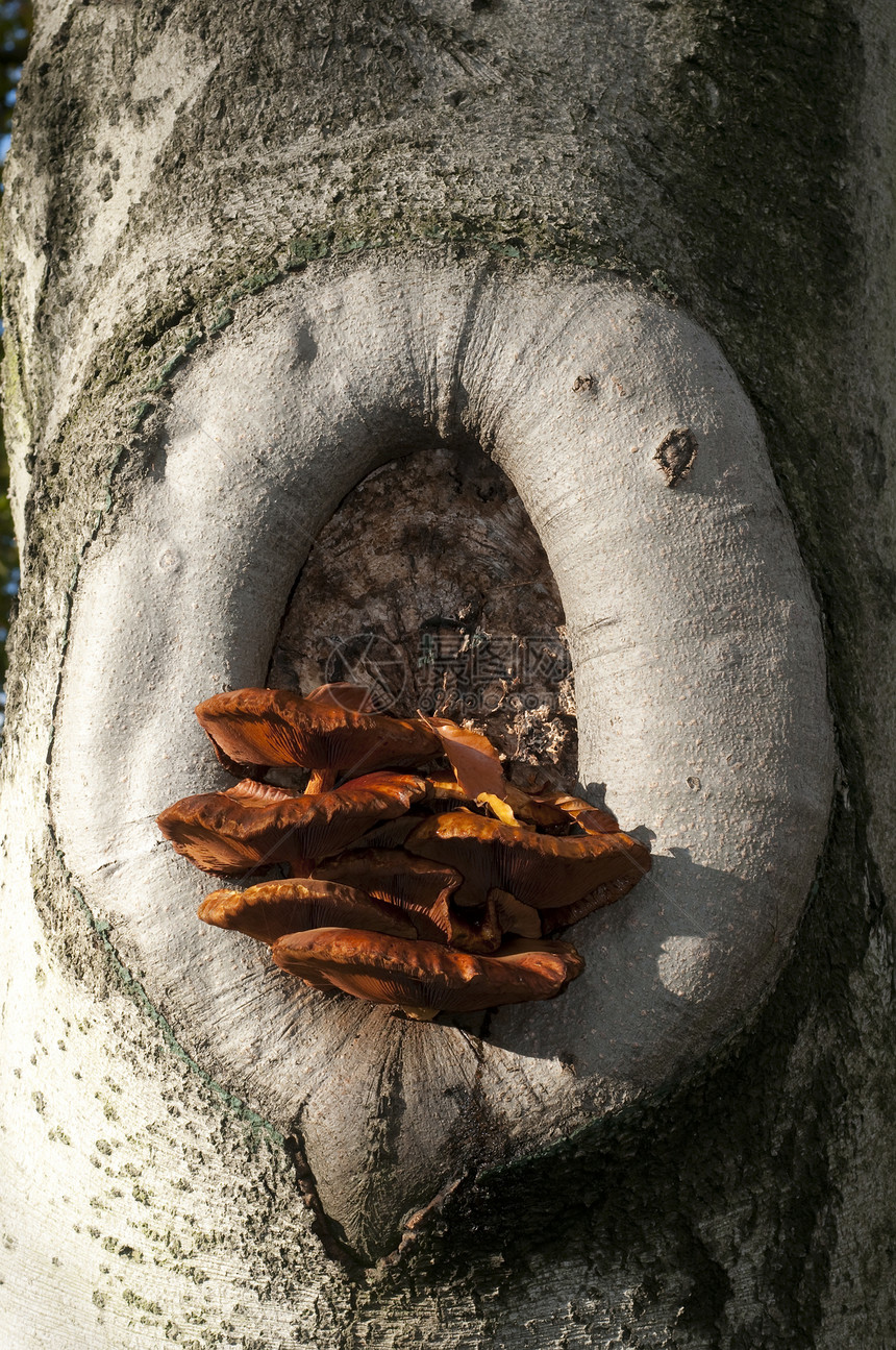 秋天从树洞中生长的橘子蘑菇菌类灰色橙子图片