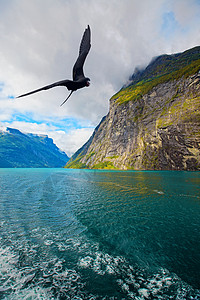 水的鸟Geiranger 视图海洋植物群石头蓝色峡湾悬崖旅行自由门山坡地区背景