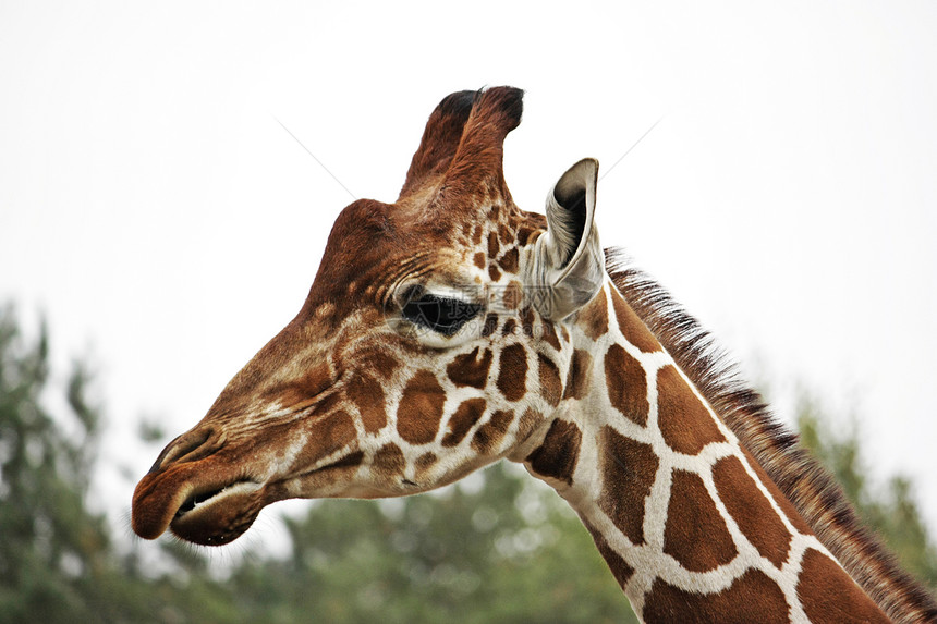 长颈鹿头目耳朵脖子棕色眼睛斑点图片