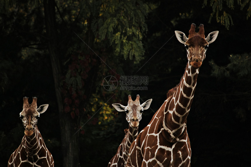 三头长颈鹿住在公园里绿色棕色团队耳朵脖子眼睛斑点图片