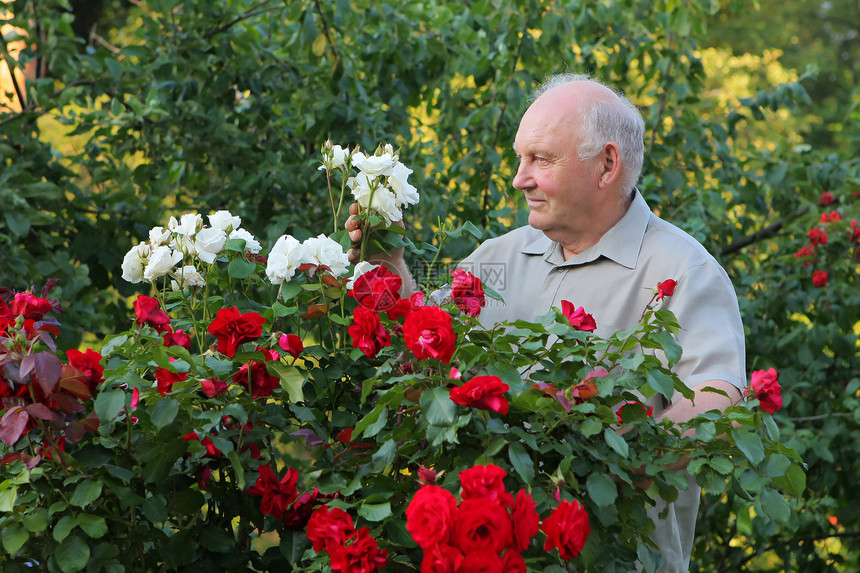 玫瑰种植者闲暇爱好花园男性生长退休老年祖父院子花朵图片
