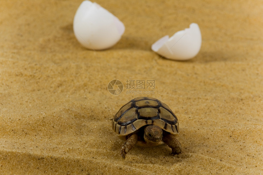 小乌龟耐力野生动物动物园宠物甲壳爬行动物速度生物学动物学棕色图片
