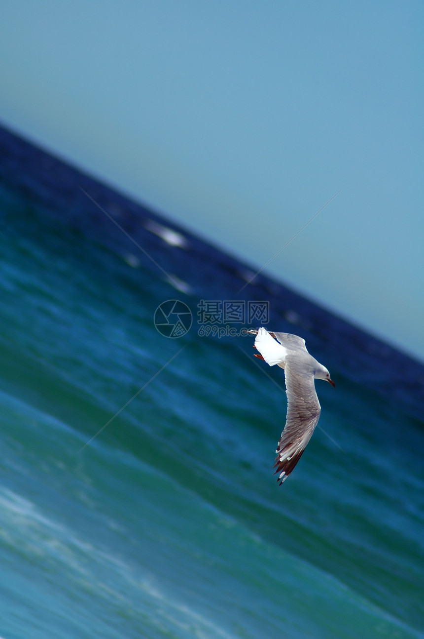飞行海鸥翅膀天空蓝色海岸线海滩海洋海岸白色荒野自由图片