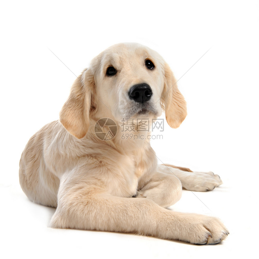小小狗金色检索器宠物动物工作室犬类猎犬白色猎狗图片