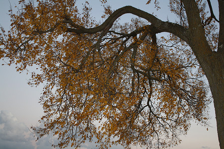 树树顶天空蓝色叶子蓝天背景图片