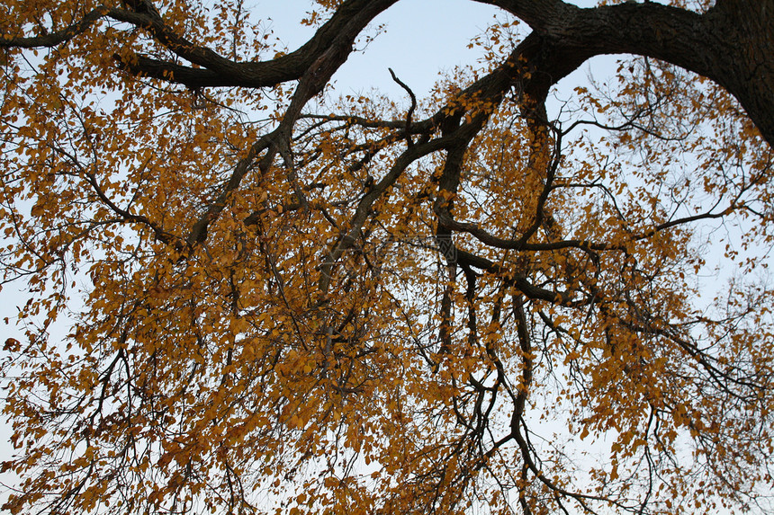 树树顶蓝天蓝色叶子图片
