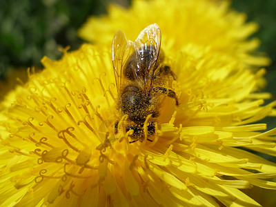 蜜蜂在花朵上昆虫花粉黄色宏观场地背景图片