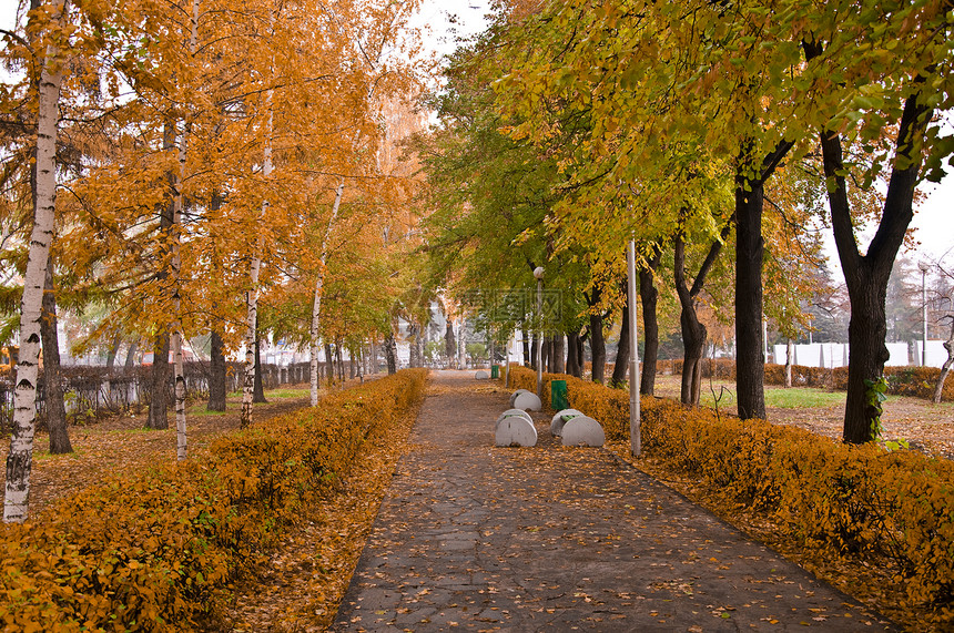 秋季公园风光路灯桦木黄色长椅城市树木灌木途径胡同图片