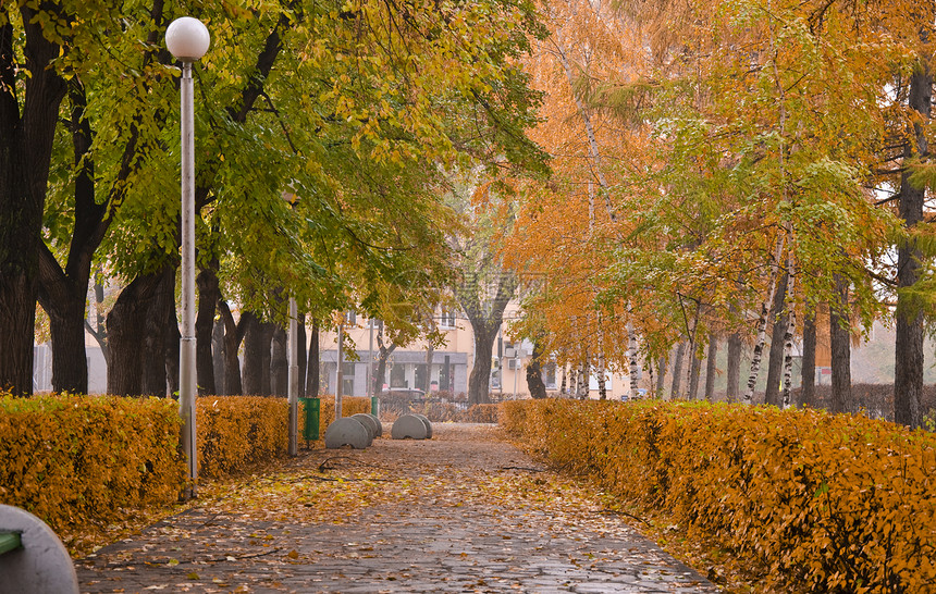 秋季公园分支机构日光树叶胡同路灯途径树木黄色风光长椅图片