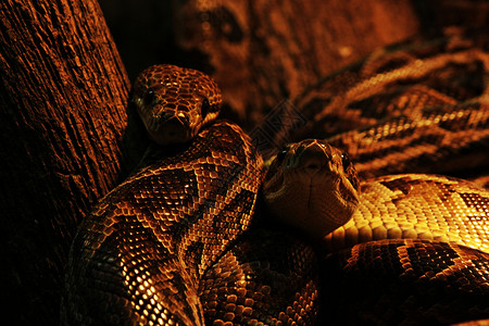 两条蛇斑点棕色眼睛皮肤背景图片