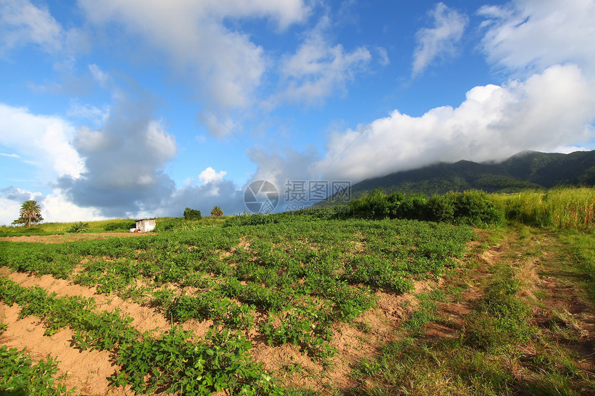 圣基茨油田天空栖息地叶子天堂植物群甘蔗场地农业风景图片