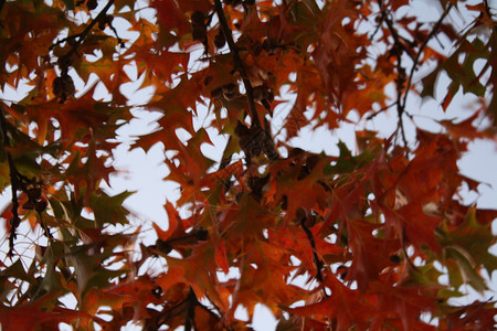 树核桃树树木天空红色色彩背景图片