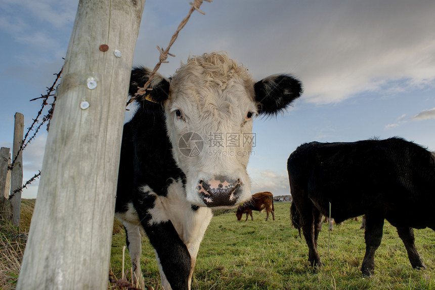 奶牛家畜牛肉农场农业食物牛奶动物归档草地图片